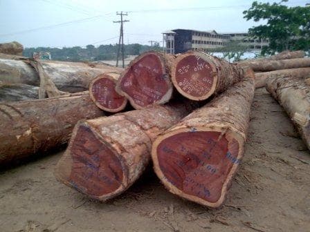 Tropical Hardwood Timber Logs and Sawn Wood
